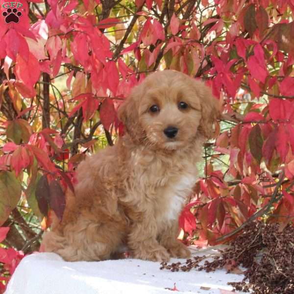 Chester, Cavapoo Puppy